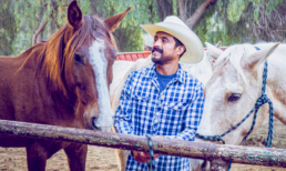 palomino