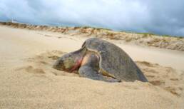 saving turtles. cine pobre 2026